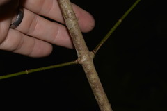 Melodinus australis