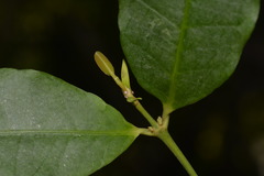 Melodinus australis