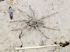 Alopecosa marikovskyi