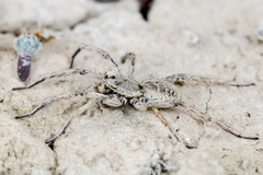 Alopecosa marikovskyi