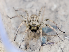 Alopecosa marikovskyi