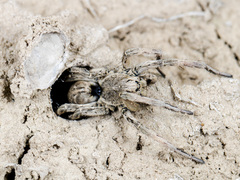 Alopecosa marikovskyi
