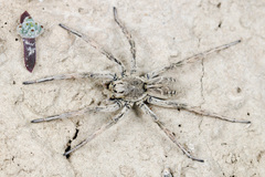 Alopecosa marikovskyi