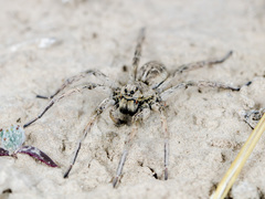 Alopecosa marikovskyi