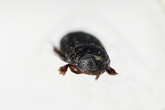 Pleurophorus