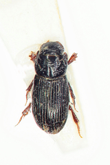 Pleurophorus