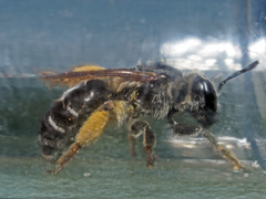 Andrena ovatula