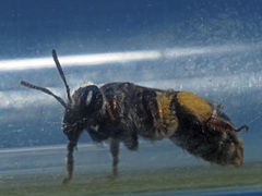 Andrena ovatula