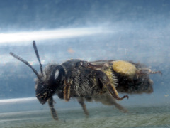 Andrena ovatula