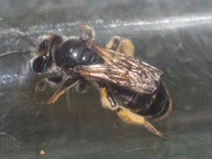 Andrena ovatula