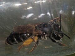 Andrena ovatula