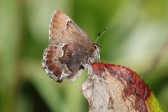 Callophrys mossii