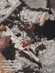 Iridomyrmex rubriceps