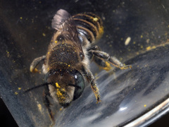 Megachile argentata