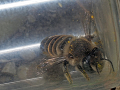 Megachile argentata