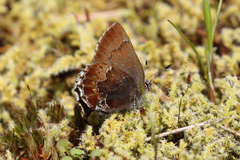 Callophrys mossii