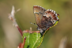 Callophrys mossii