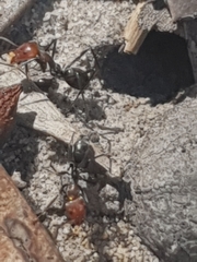 Iridomyrmex rubriceps