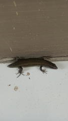 Eutropis multifasciata