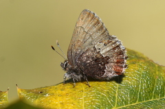 Callophrys mossii