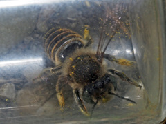 Megachile argentata