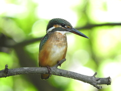 Alcedo atthis