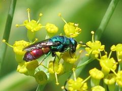 Chrysis cerastes