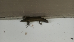 Eutropis multifasciata
