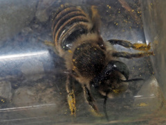 Megachile argentata