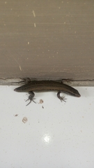 Eutropis multifasciata