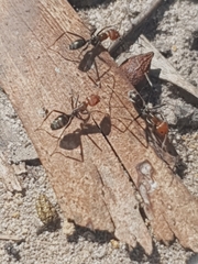 Iridomyrmex rubriceps