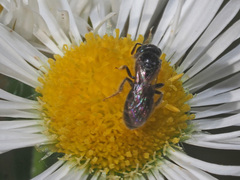 Halictus tumulorum