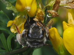Andrena ovatula