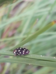 Diphucrania duodecimmaculata