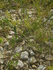 Thesium divaricatum