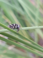 Diphucrania duodecimmaculata