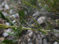 Thesium divaricatum