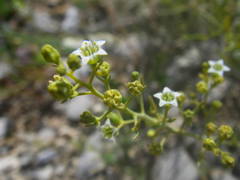 Thesium divaricatum
