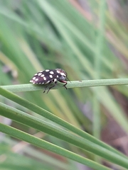 Diphucrania duodecimmaculata