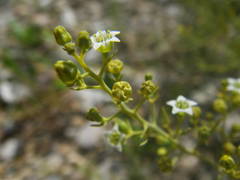 Thesium divaricatum