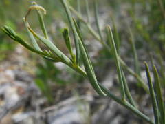 Thesium divaricatum