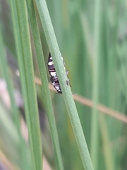 Diphucrania duodecimmaculata