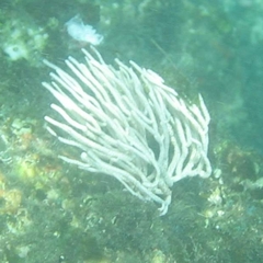 Leptogorgia alba