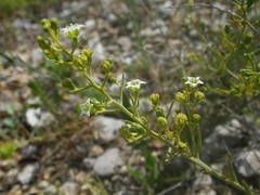 Thesium divaricatum