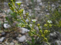 Thesium divaricatum