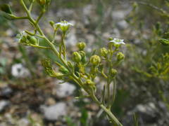 Thesium divaricatum