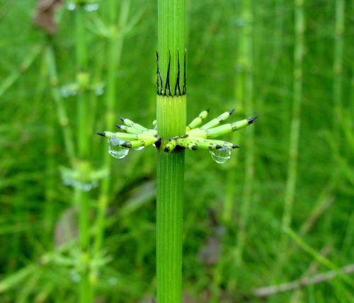Image of Equisetum myriochaetum by (c) Alexis López Hernández, some rights reserved (CC BY)