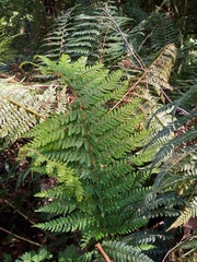 Polystichum proliferum