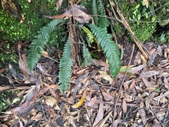 Blechnum chambersii