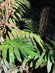 Blechnum wattsii